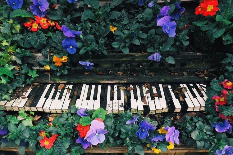 High angle view of abandoned piano keys amidst flowers