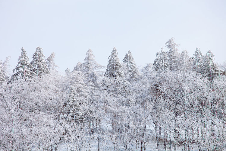 Snow covered plants in forest against sky