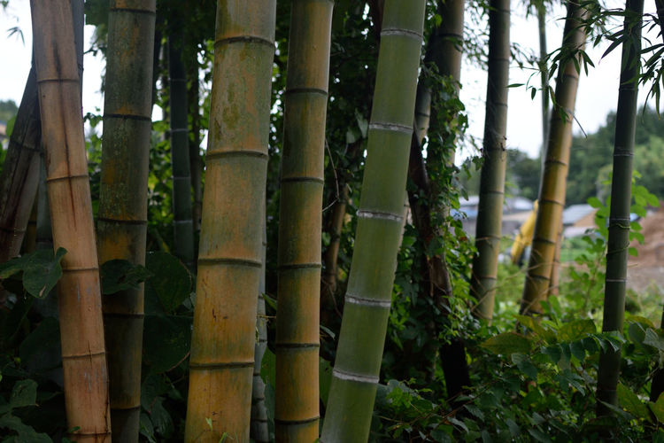 Close-up of bamboo trees in forest