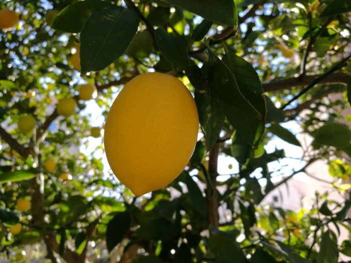 Low angle view of lemon on tree