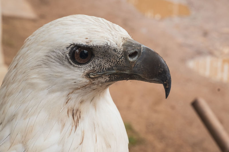 Close-up of a bird