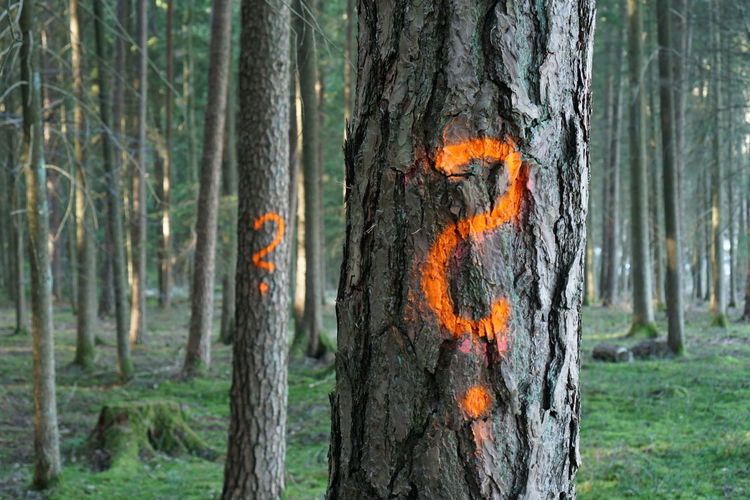 Symbol on tree trunk in forest