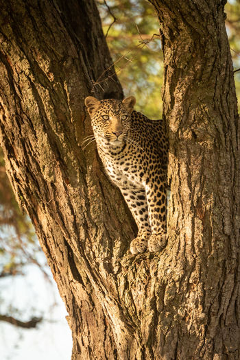 Leopard stands staring in fork of tree
