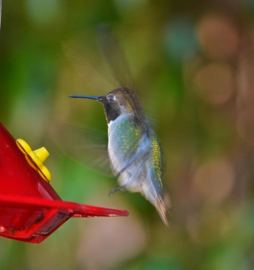 50 Bird Feeder Pictures Hd Download Authentic Images On Eyeem