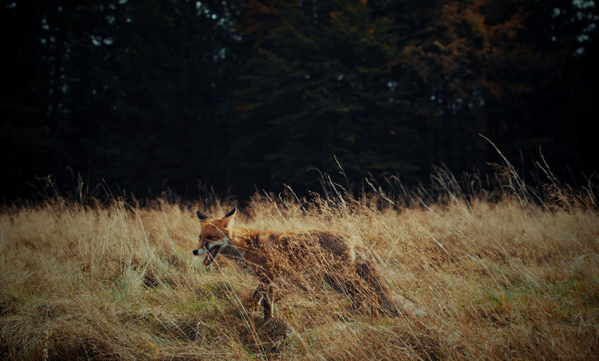 Fox running on field in forest