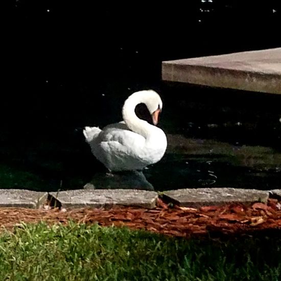Swan perching on a lake