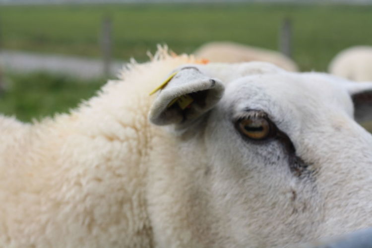 Close-up portrait of cow