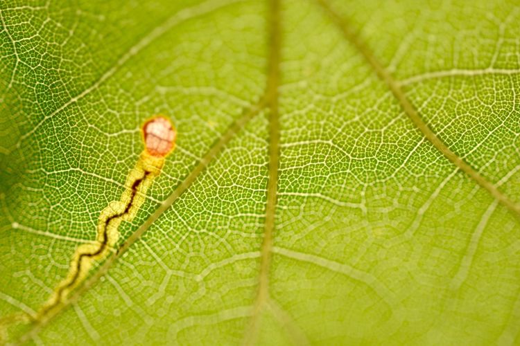 Macro shot of insect on leaf
