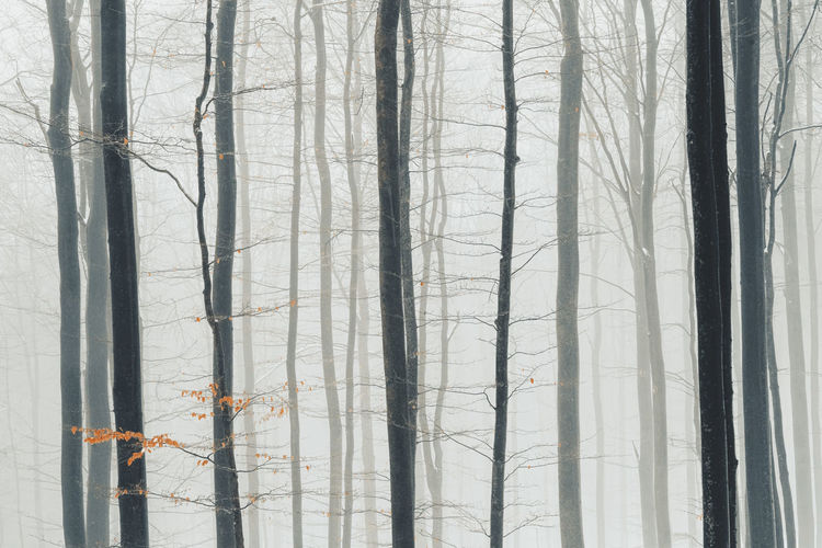 Winter forest photography foggy and snowy