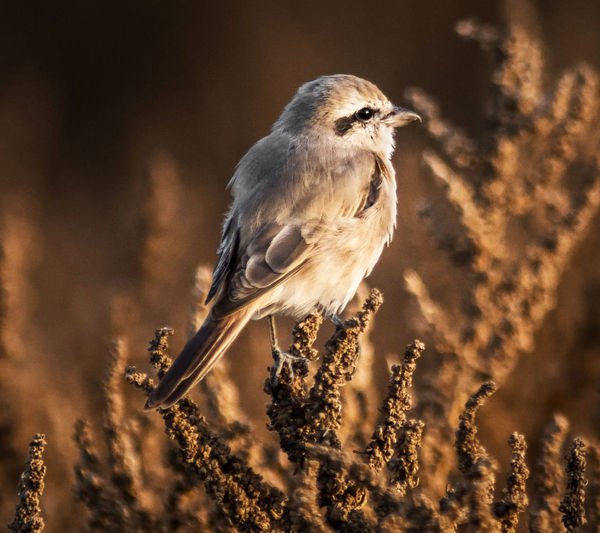 Close-up of bird perching on a field
