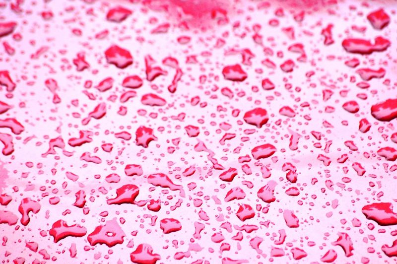 Full frame shot of water drops on pink flowers