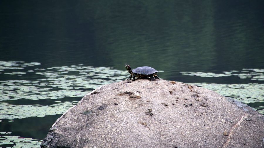 Close-up of turtle laying on rock by lake
