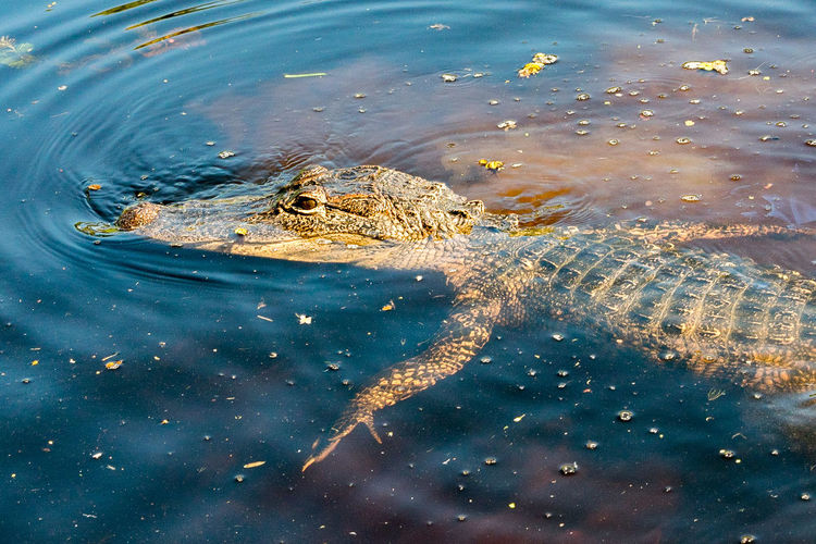 High angle view of crocodile swimming in water