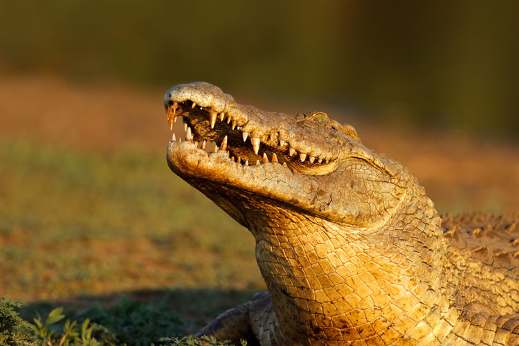 Large nile crocodile - crocodylus niloticus - with open jaws, kruger national park, south africa