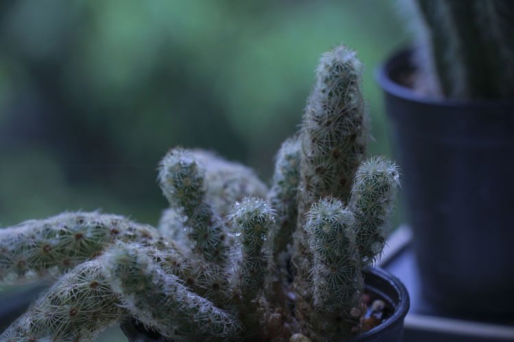 Close-up of succulent plant during winter