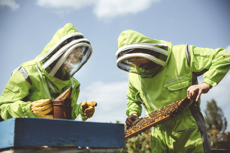 Beekeepers together examining beehive at apiary on sunny day