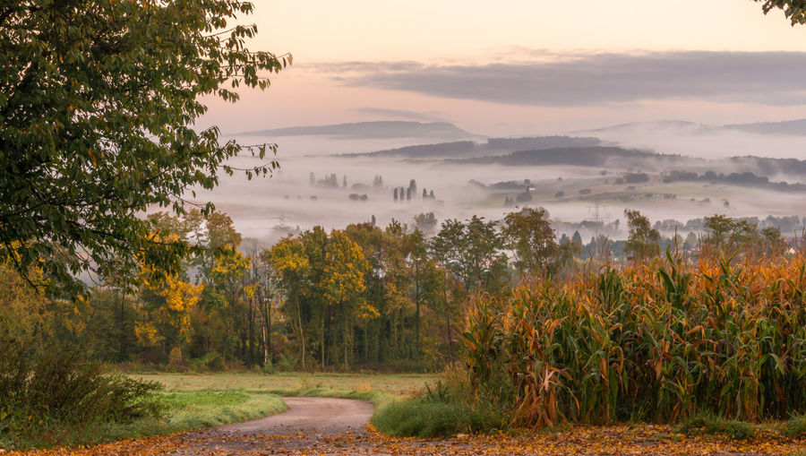 Autumn landscape in oetlingen, germany. beautiful colorful leaves and fog over hills at sunrise.