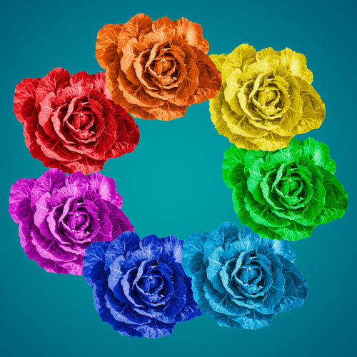 Close-up of rose bouquet against blue background