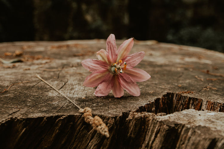 Close-up of pink flower on tree stump