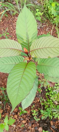 leaf