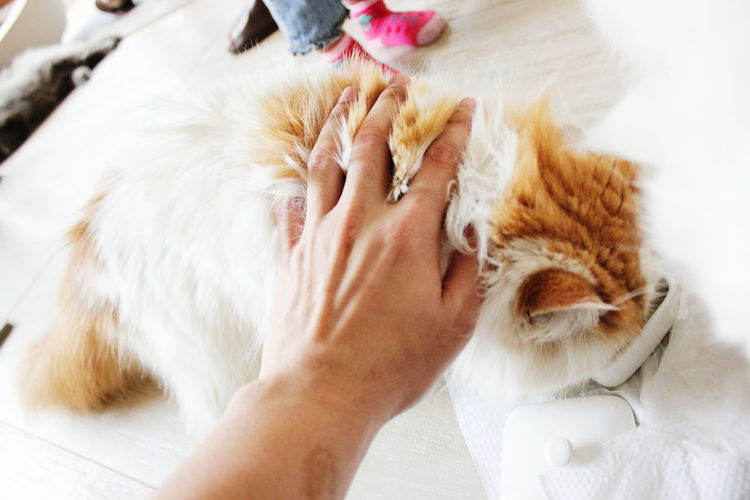 Close-up of hand feeding cat