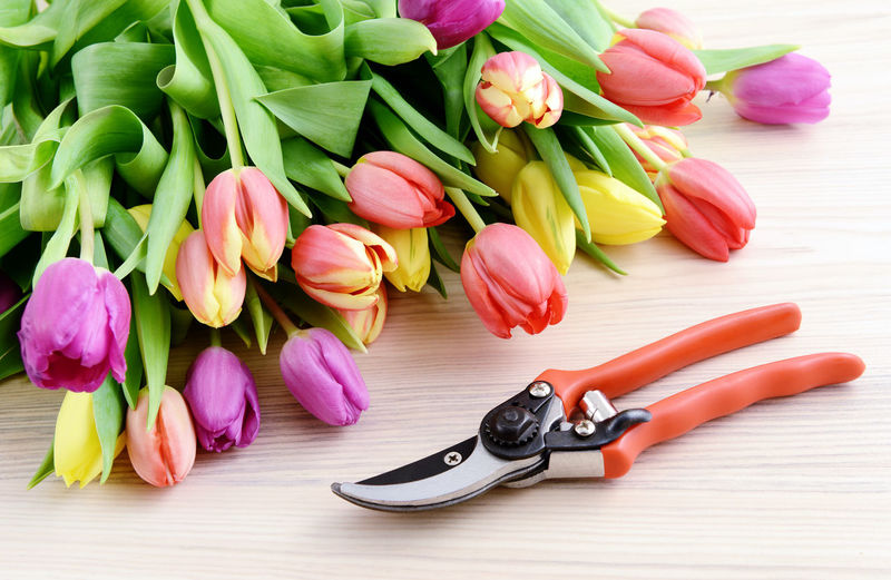 Close-up of tulips and pruning shears on table