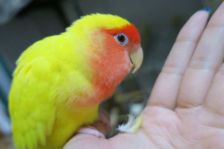 Cropped hand of person holding bird