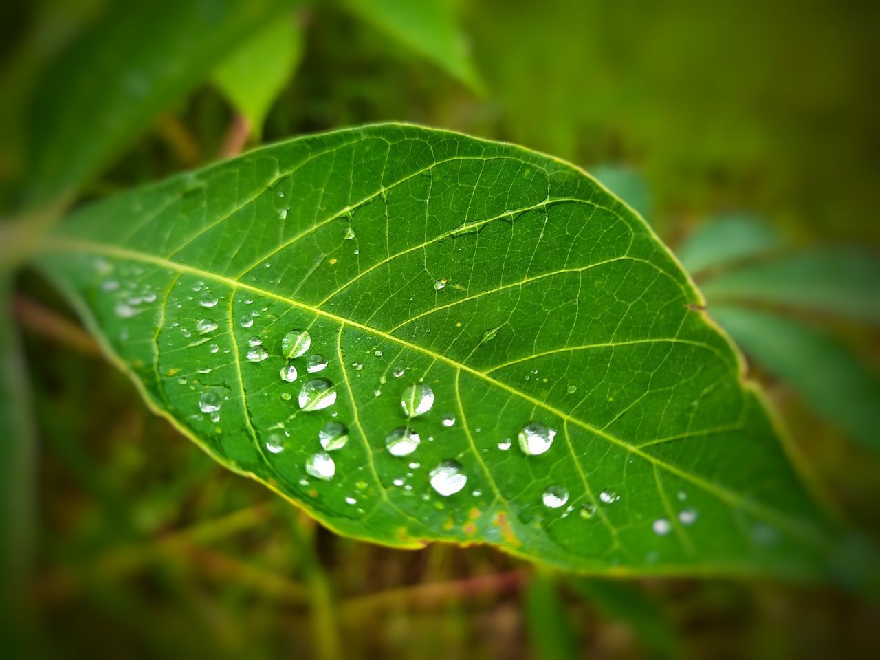 CLOSE-UP OF WATER DROPS ON LEAF