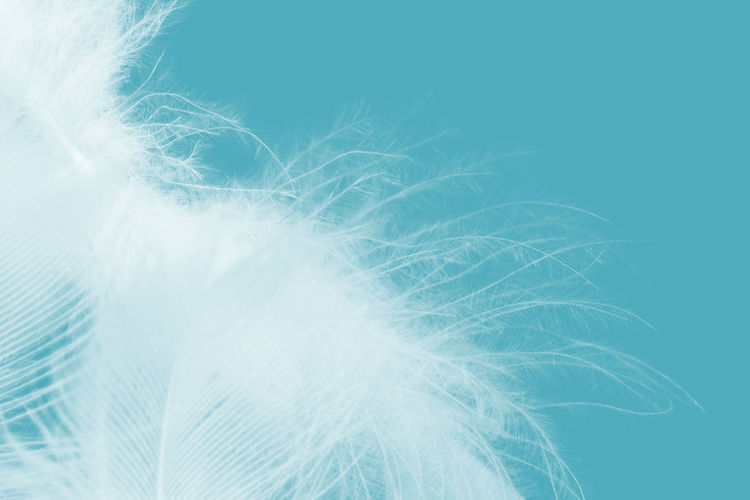 Close-up of feather against blue background