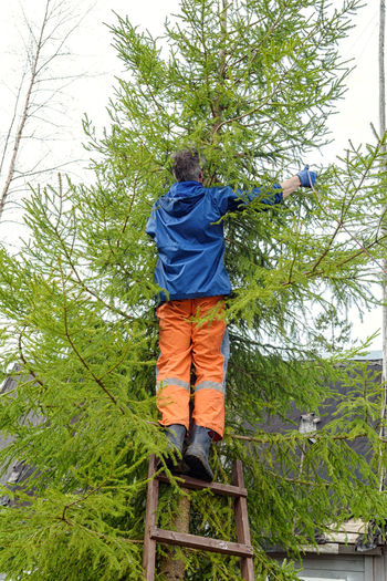 Man, a tree surgeon on a ladder ties a rope for sawing branches from a tree