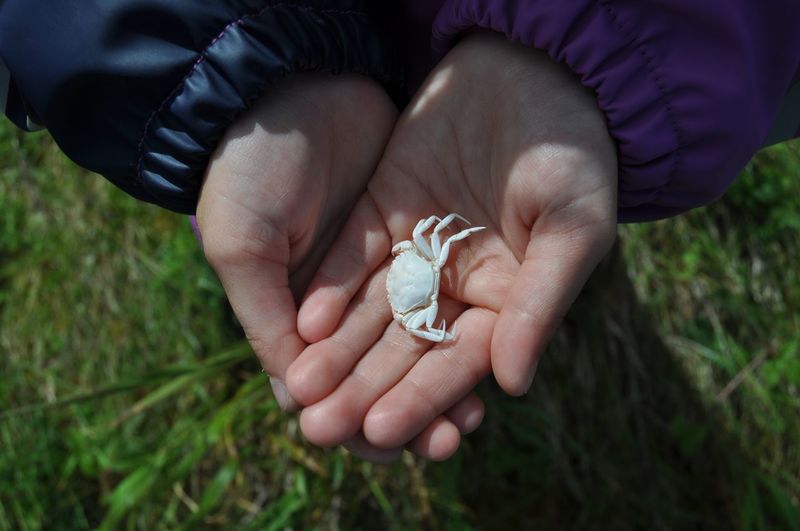 Cropped hands of person holding crab over grassy field