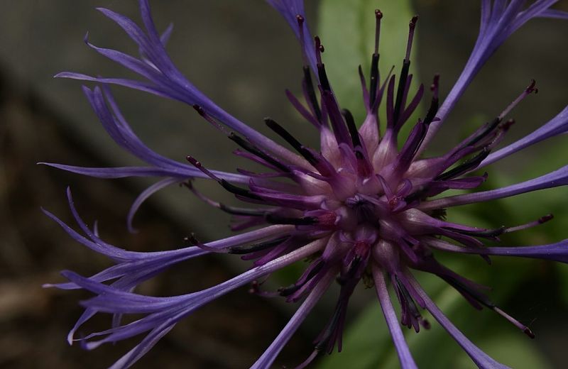 Close-up of cornflower blooming in park