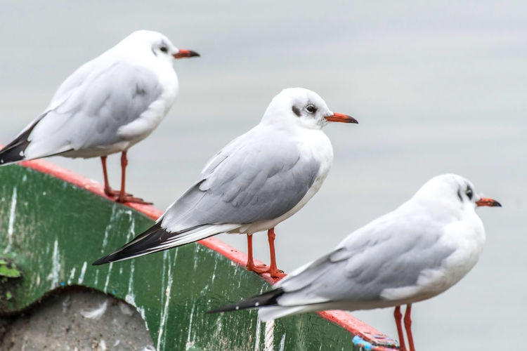 Seagulls perching on a bird
