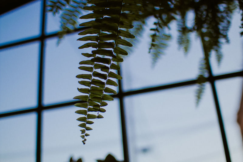 Low angle view of tree against sky seen through window