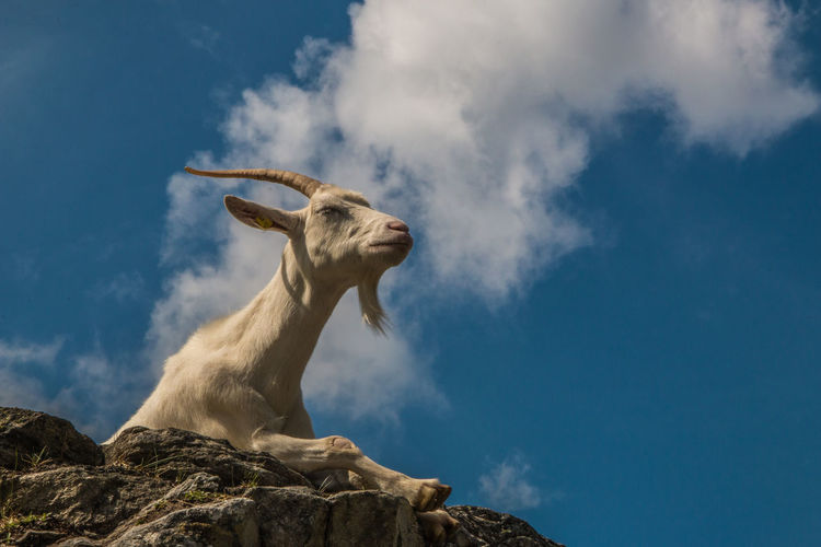 Low angle view of mountain goat on rock against sky