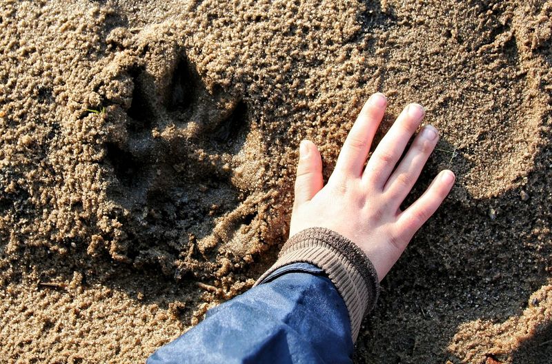 Cropped hand of child touching sand by paw print at beach