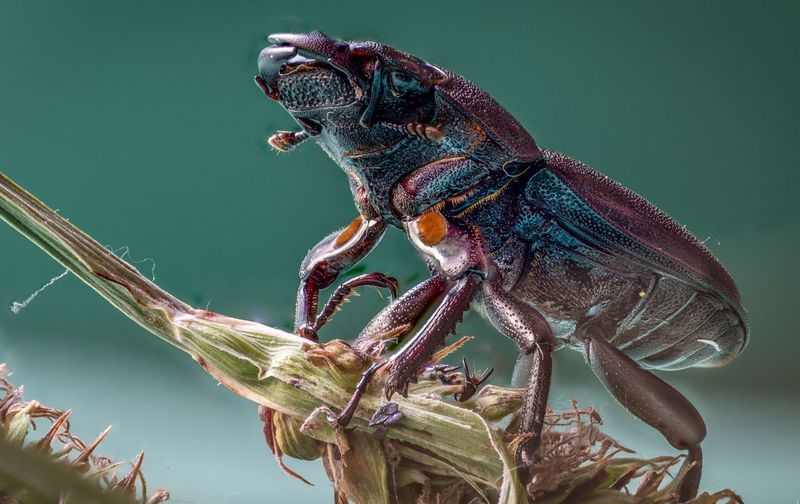 Close-up of insect