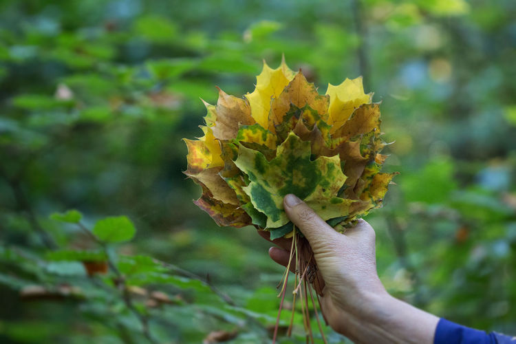 Close-up of hand holding yellow leaves