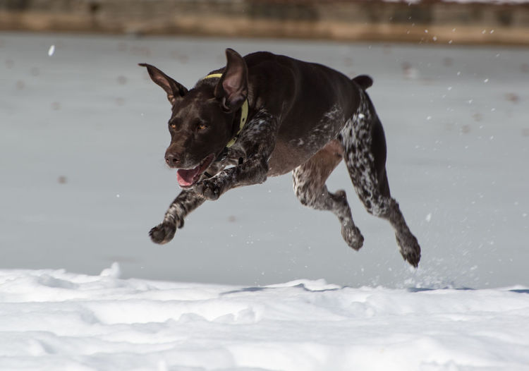German short-haired pointer running on snow covered field