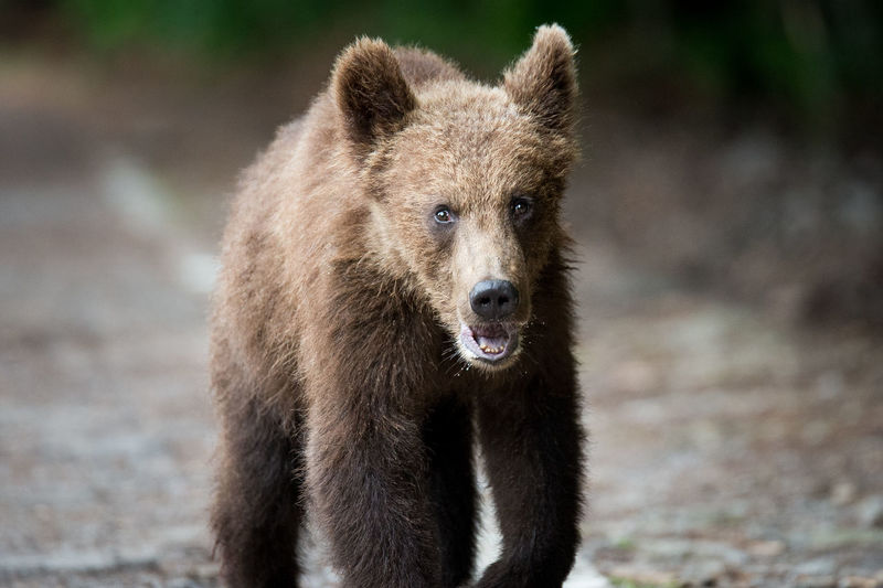 Close-up of bear