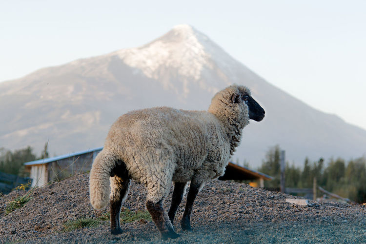Sheep on mountain against sky
