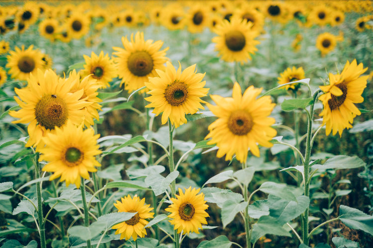 Close-up of sunflowers on field