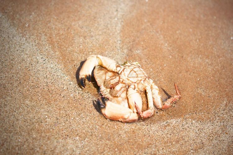 High angle view of dead crab on sand at beach