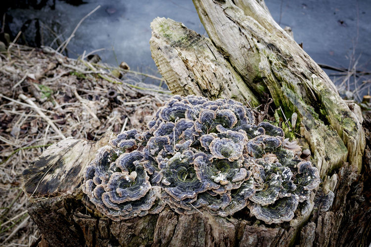 Close-up of lichen on tree