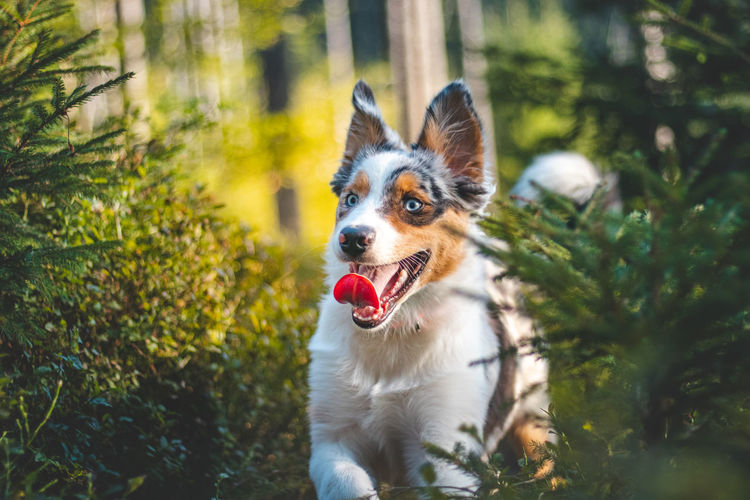Candid portrait of an australian shepherd puppy dog on a walk in the woods. joyful expression