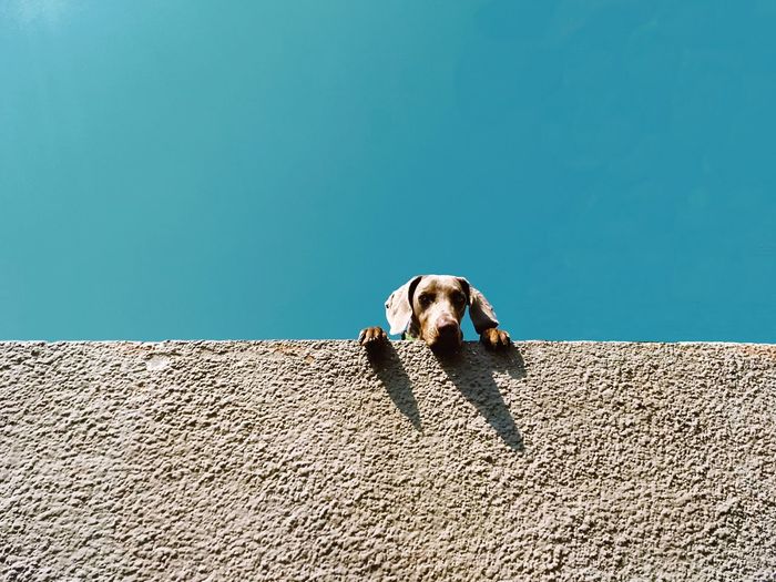Dog on wall