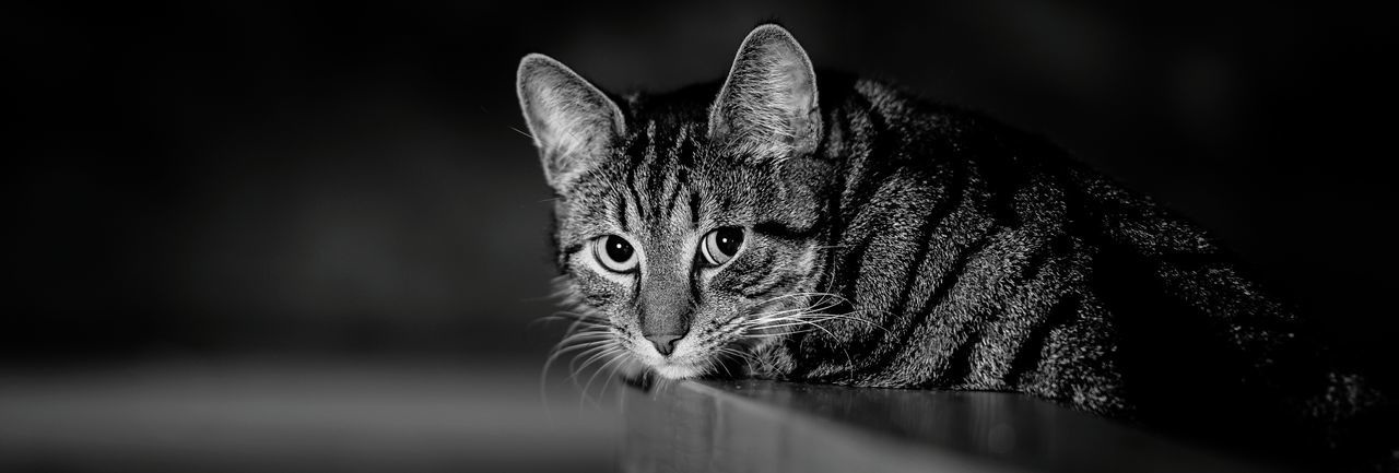 Portrait of cat on table at home