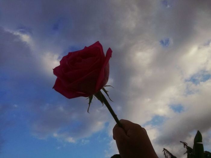 Close-up of hand holding rose against sky