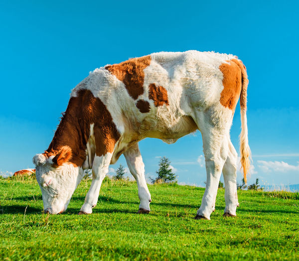 Cow grazing on field against clear blue sky
