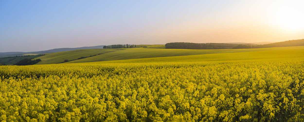 Scenic view of oilseed rape field against sky
